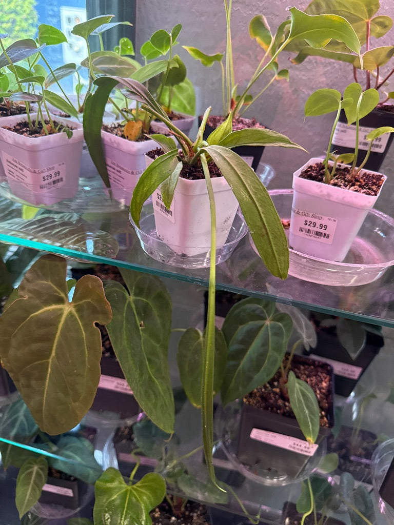 Anthurium Vittarifolium 'Variegated' (#067245183)