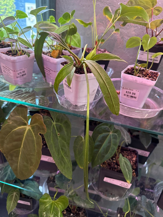 Anthurium Vittarifolium 'Variegated' (#067245183)