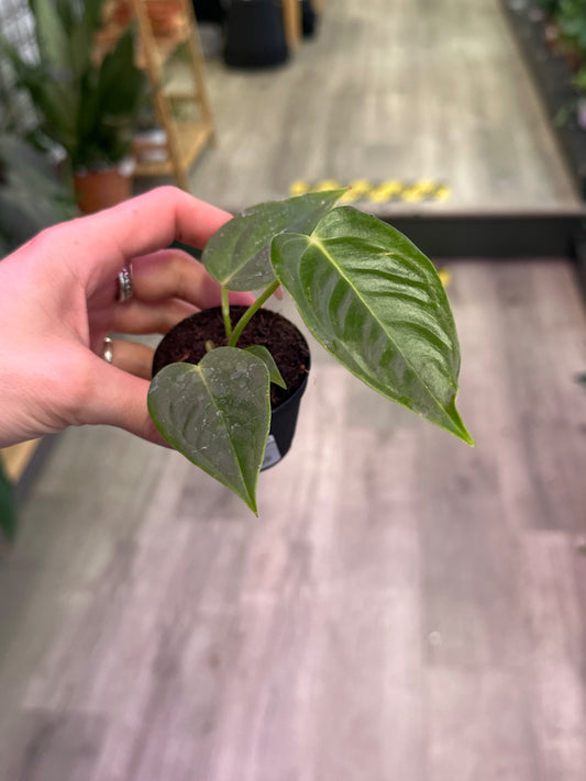 Anthurium cv. 'King Veitchii' (#951968025)