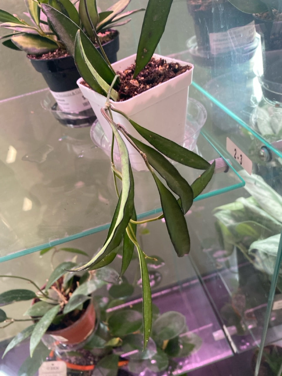 Hoya wayetii (#575747239)