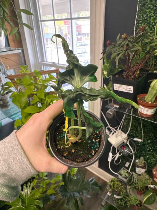 Alocasia Cv. 'Loco' (#534959256)