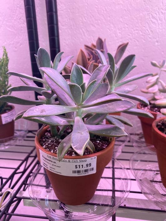 Graptoveria cv. 'ghost plant' (#559976075)