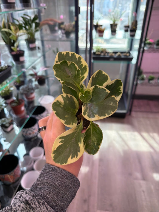Peperomia Obtusifolia 'Marble' (#639174955)