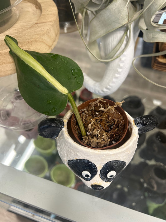 Philodendron Hederaceum 'Silver Stripe' (#754770189)
