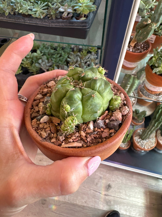 Gymnocalycium mihano 'Green Marble' (#887265191)