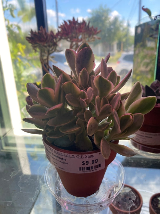 Crassula Swaziensis 'Variegated' (#8832534474)