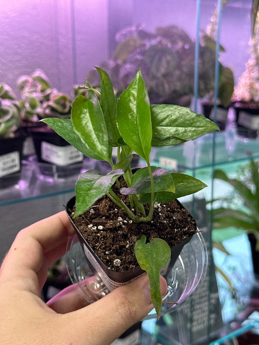 Epipremnum Aureum 'Skeleton Key' (#571613062)