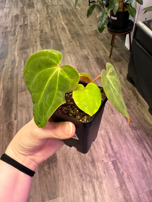 Anthurium Red Crystallinum x BVEP [ID #48924159368]