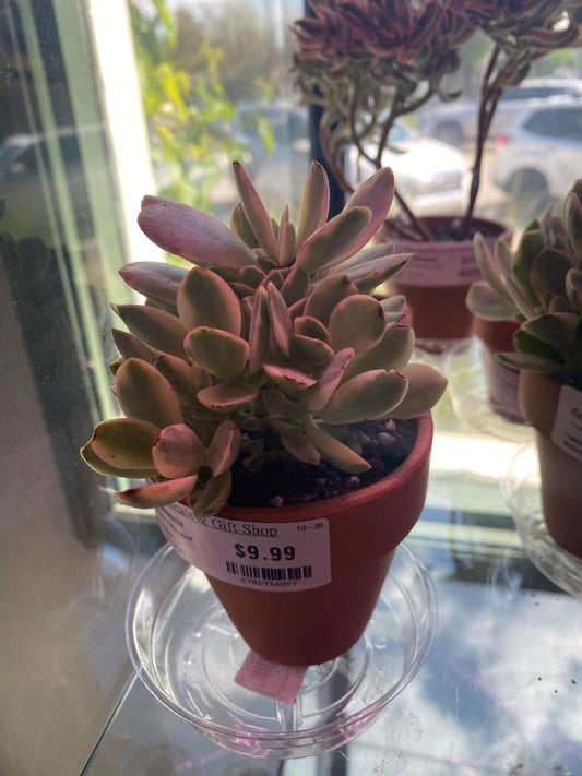 Crassula Swaziensis 'Variegated' (#6702934897)