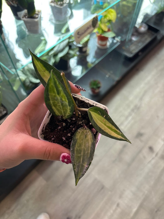 Hoya macrophylla 'Pot of Gold' (#288156085)