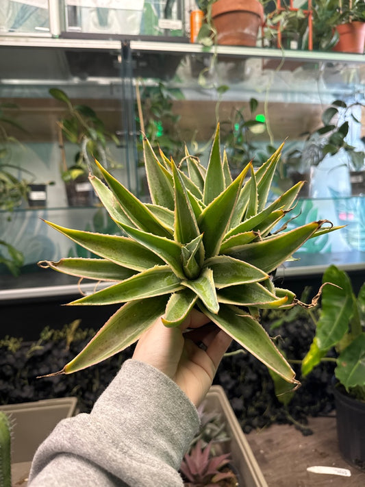 Agave Cv. 'Navajo Princess' (#689887392)
