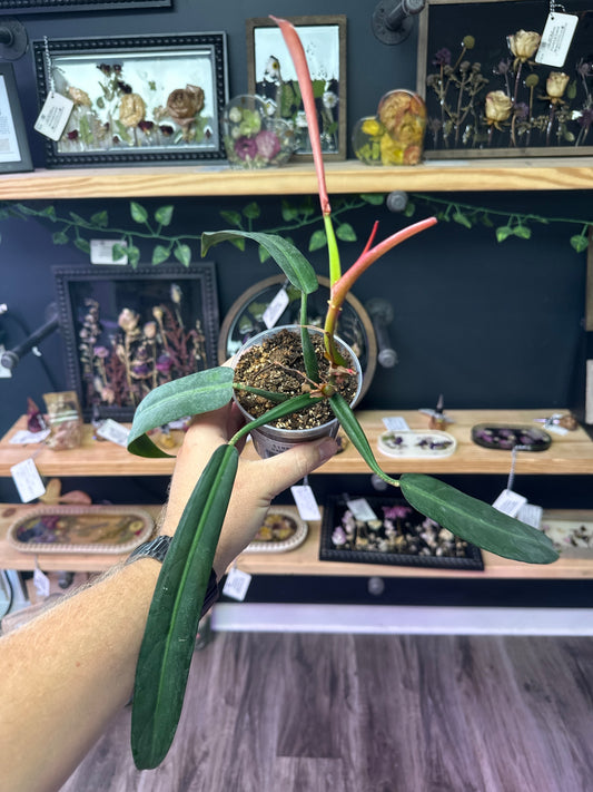 Philodendron Bicolor [ID #94802705866]