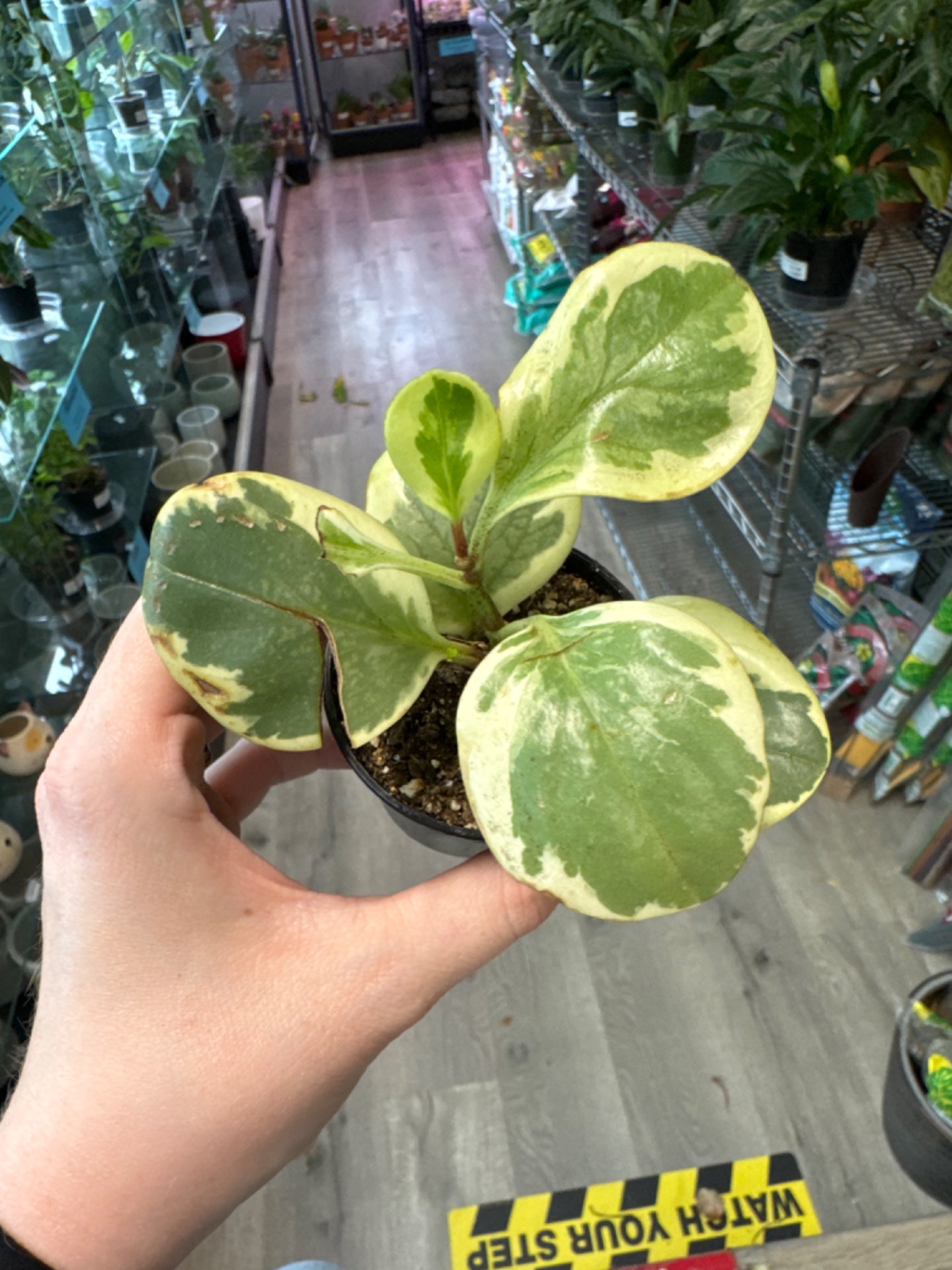 Peperomia Marble (2.75" Nursery Pot) [ID #11857652]