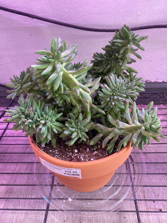 Sedum nausbaumerianum (#412828676)
