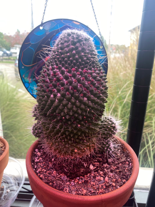 Mammilaria spinosissima 'Spiny Pincushion' (6") [ID #75409067619]