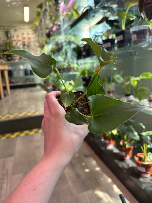 Anthurium ferrierense (#160089635)