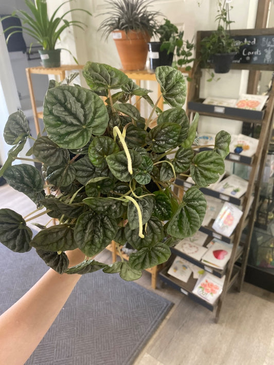 Peperomia caperata 'Luna grey' (#252559075)