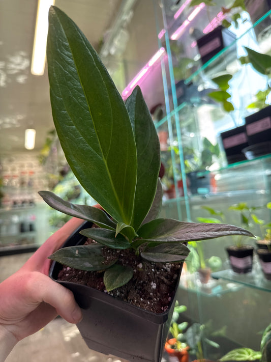 Anthurium Red flag (#598475322)