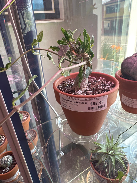 Caudiciform Fockea Edulis (#674885346)