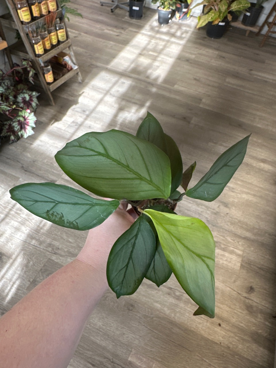Calathea cv. 'Silver Star' (#257823137)