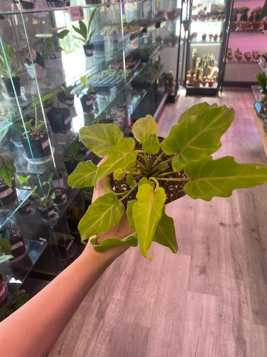 Thaumatophyllum xanadu 'Golden' (#7887044799)