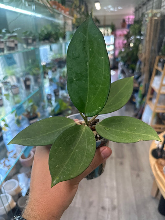 Hoya icensis [ID #67436439]