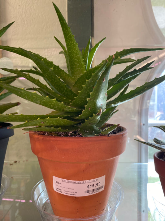 Aloe Dorothea 'Sunset' (6") [ID #91257485051]