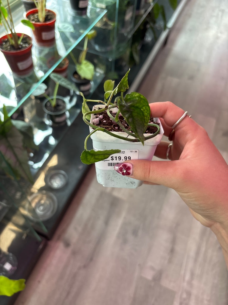Epipremnum aureum 'Cebu Blue variegated ' (#522890052)