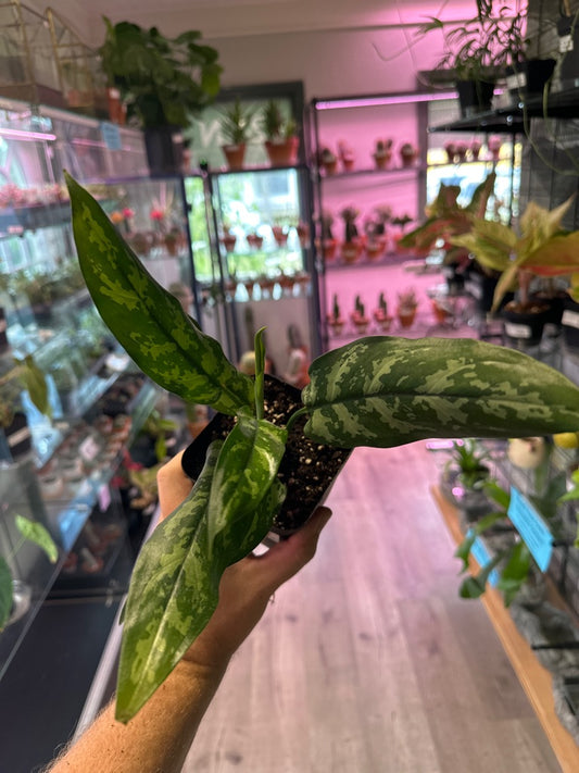 Aglaonema Cv. 'Silver Bay' (#561151002)