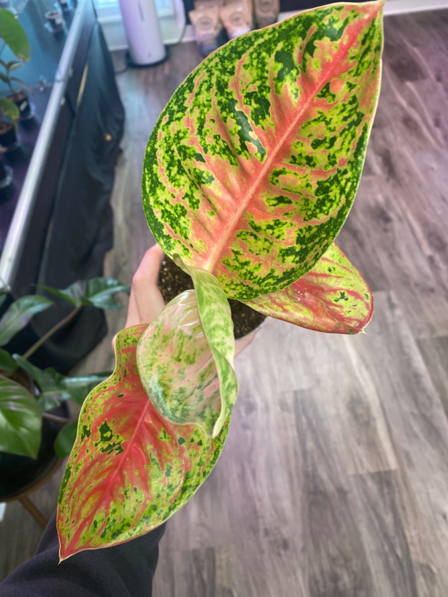 Aglaonema Mahasettee (4") [ID #82704474]