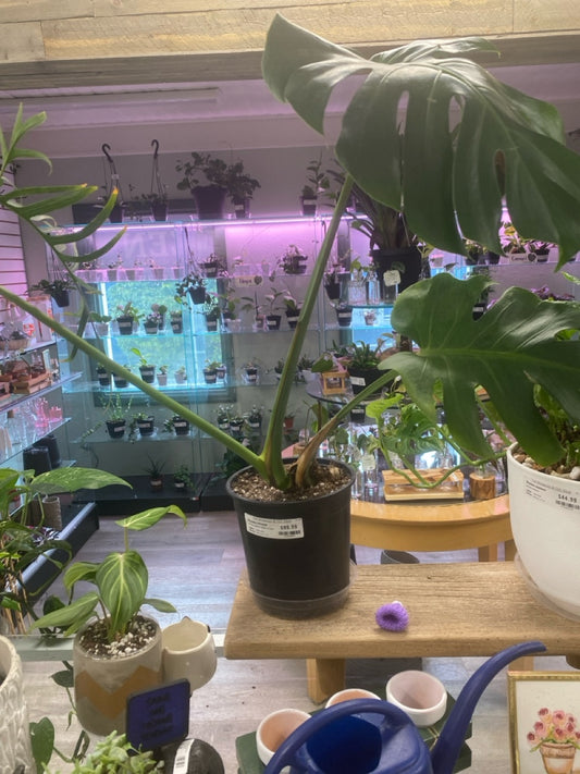 Monstera deliciosa 'Green on Green' (#275028057)