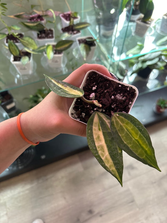 Hoya macrophylla 'Pot of Gold' (#347798666)