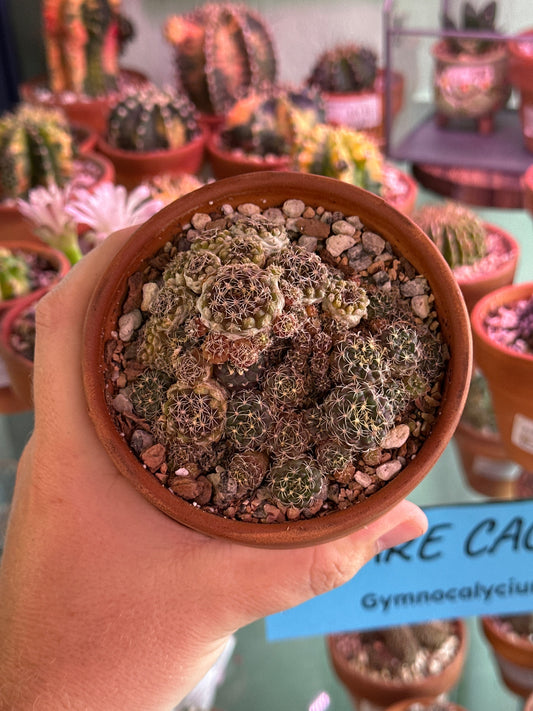 Gymnocalycium spp. (4") [ID #57835688005]