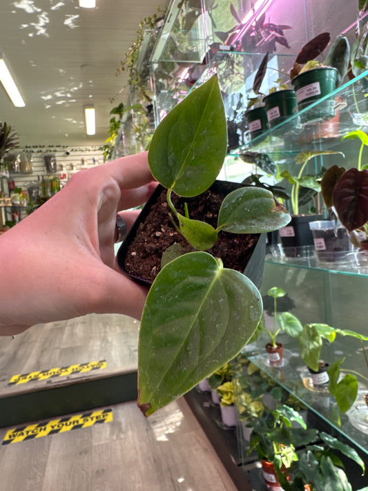 Anthurium cv. 'King Veitchii' (#752761978)