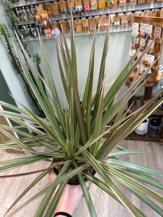 Dracaena spp. (5" Nursery Pot) [ID #28976994]