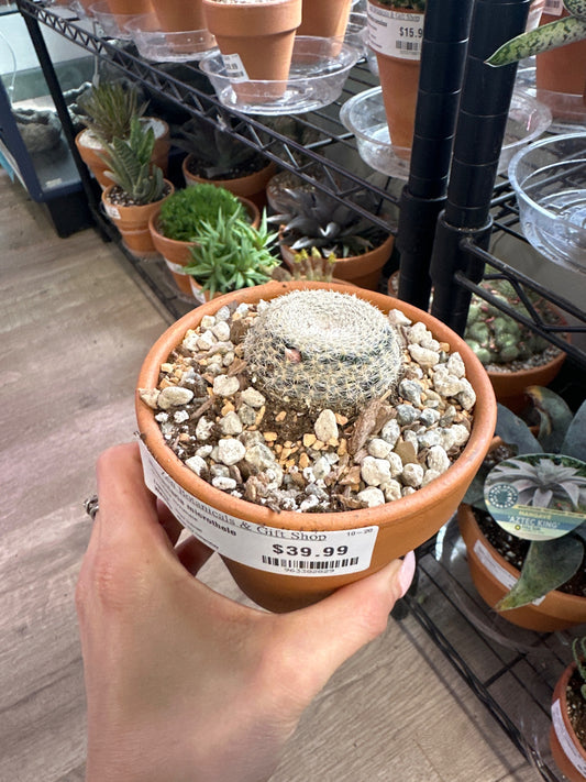 Mammilaria microthele (#963382829)
