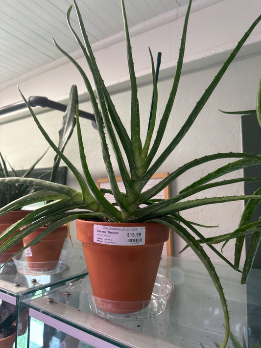 Aloe vera 'Medicinal' (8" Clay Pot) [ID #89664283]