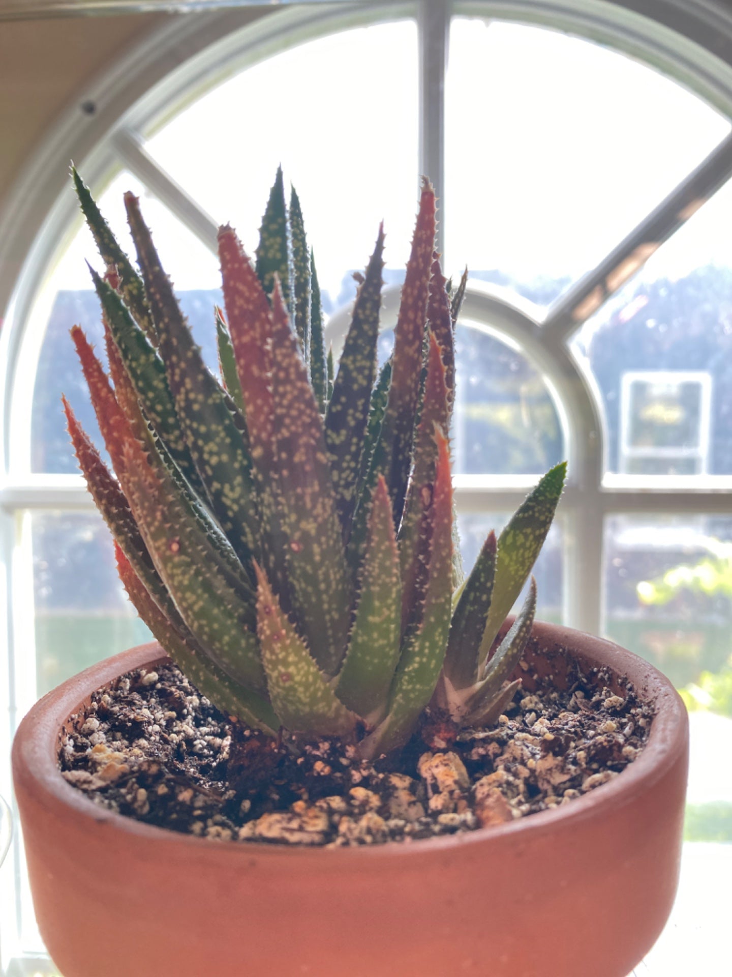 Aloe Twilight (4") [ID #69176578665]