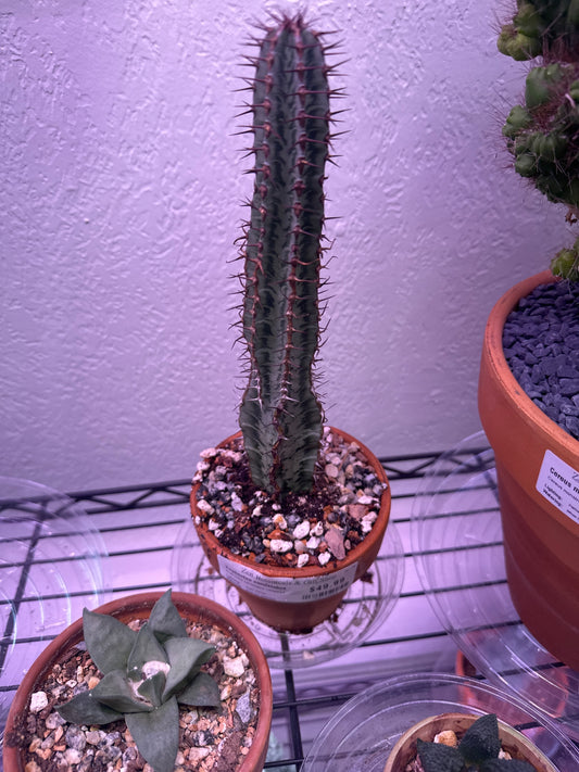 Euphorbia candelabra 'varigated' (#700399853)