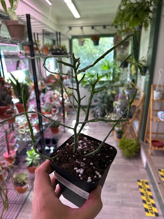 Euphorbia Stenoclada (#911432420)