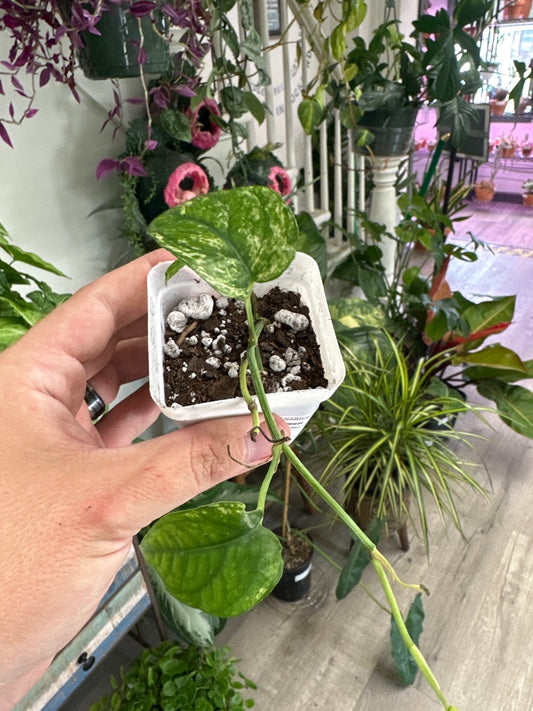 Epipremnum aureum 'Cebu Blue variegated ' (#543159962)