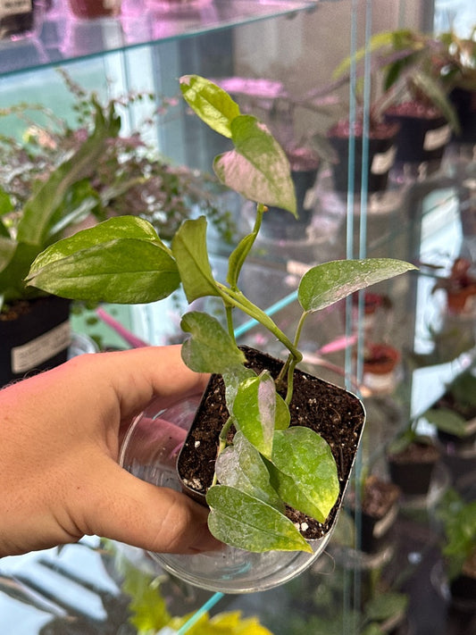 Epipremnum Aureum 'Skeleton Key' (#014481577)