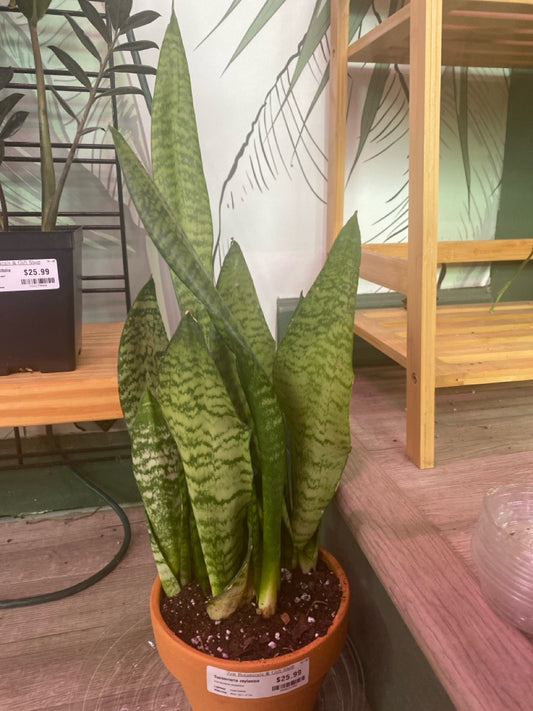 Sansevieria zeylanica (#300831302)