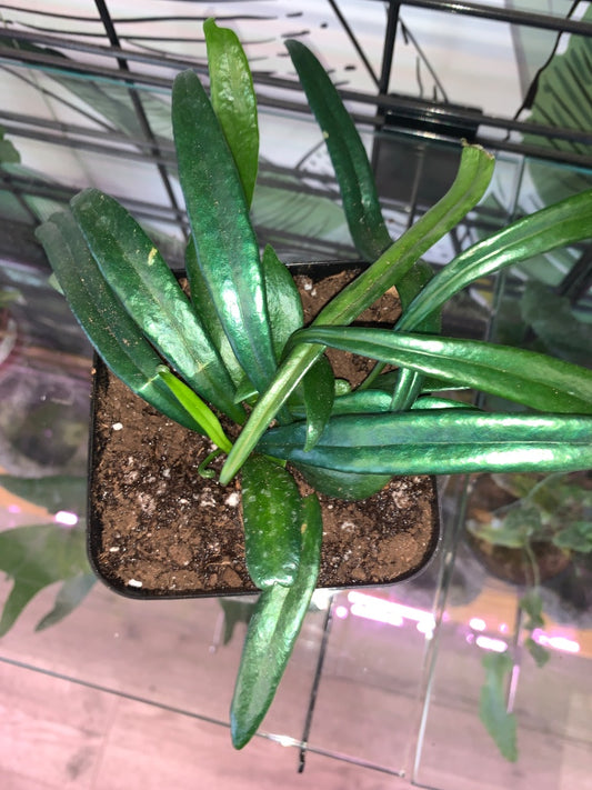 Microsorum thailandicum 'Blue Oil Fern' (#4281178809)