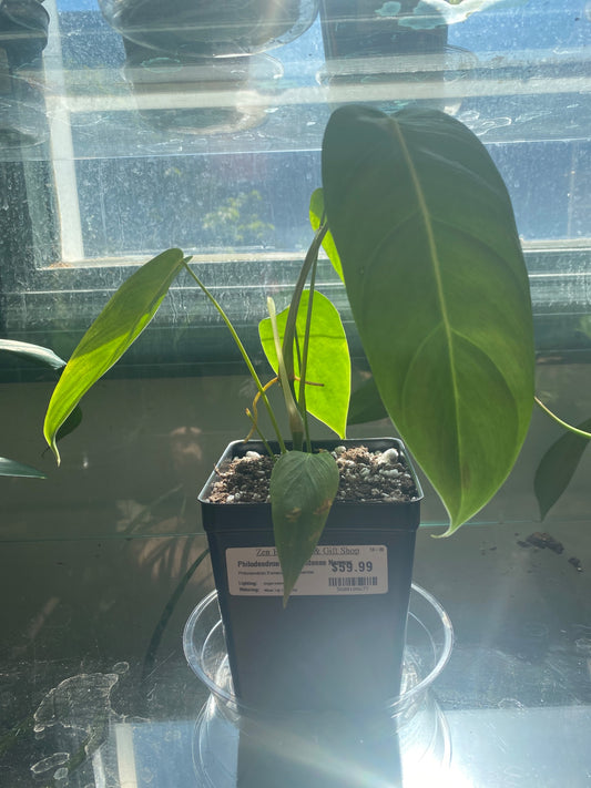 Philodendron Esmeraldense Narrow (#5608188677)