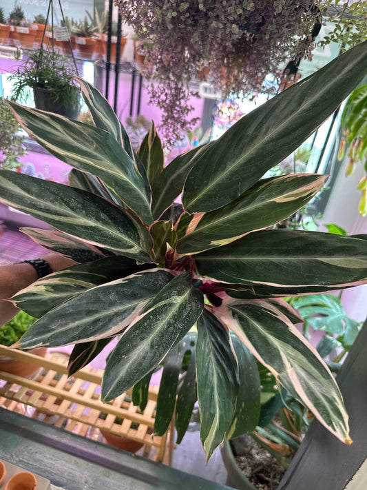 Stromanthe triostar (#715811509)