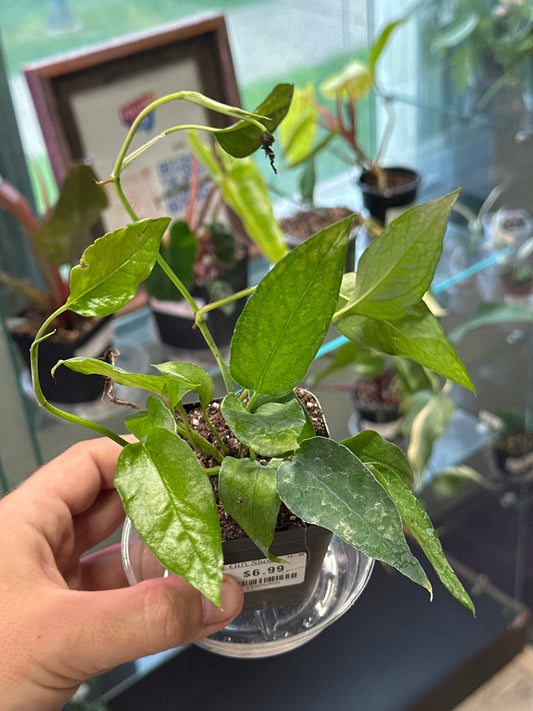 Epipremnum Aureum 'Skeleton Key' (#193252591)