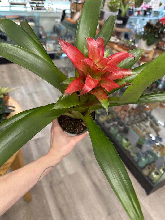 Bromeliad spp. 'red' (#892737291)