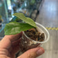 Hoya incrassata [ID #80072648873]