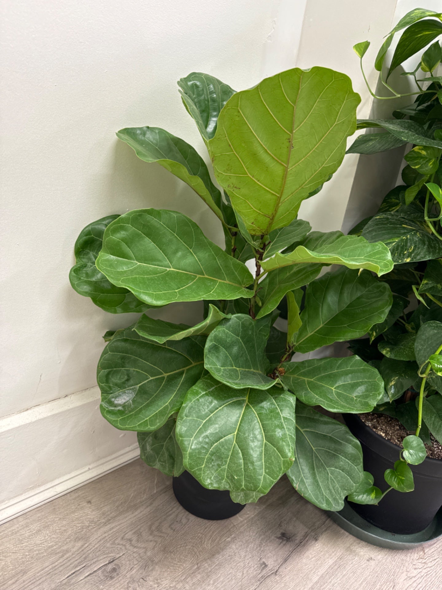 Ficus Lyrata 'Fiddle Leaf Fig' (10" Plastic Pot) [ID #81934382]